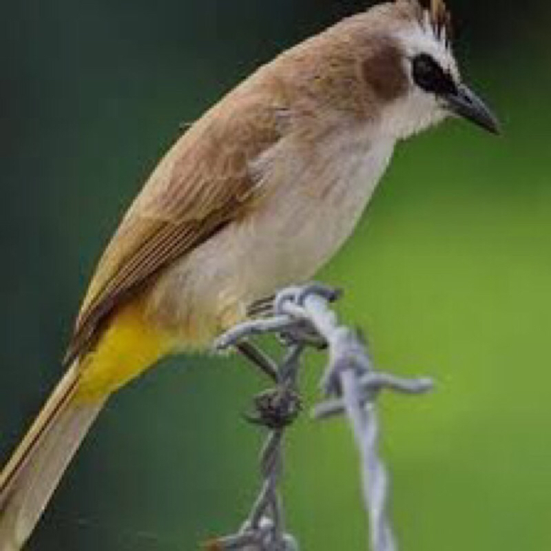 Burung Trucukan / Crucuk Jatim body besar
