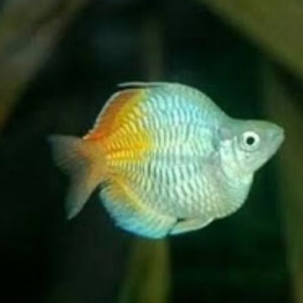 RAINBOW BOSEMANI BALON sb