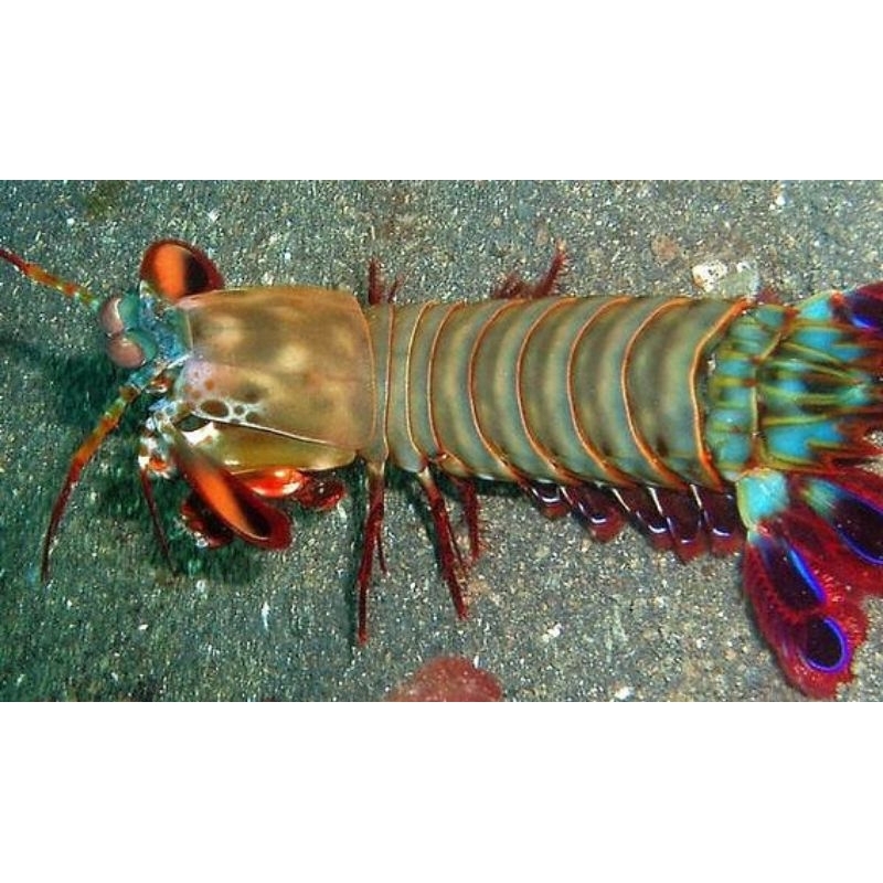 

udang Ronggeng Hidup dan Mati Frozen