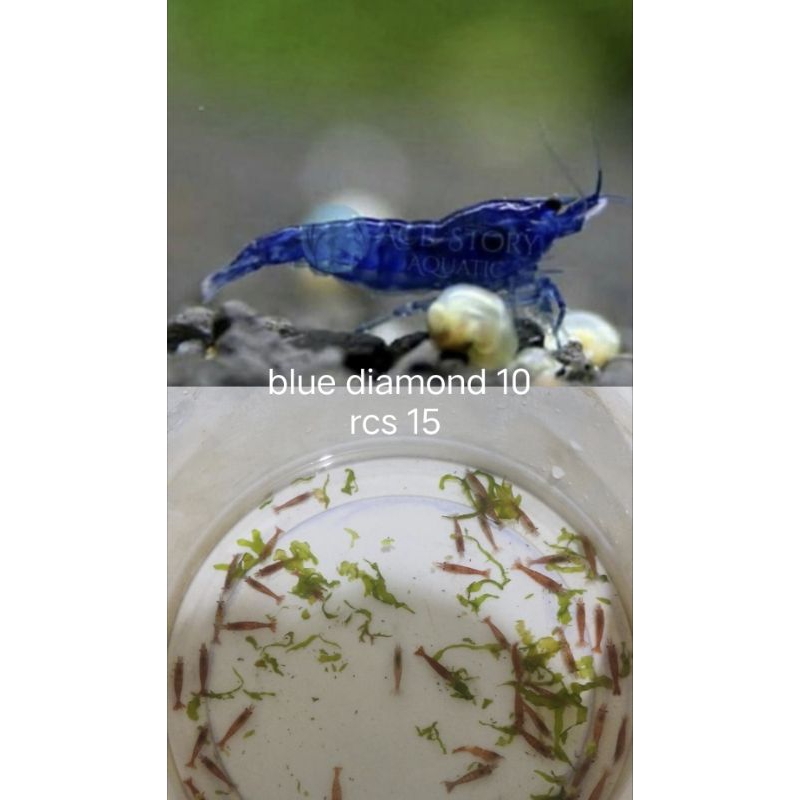 paket udang hias aquascape