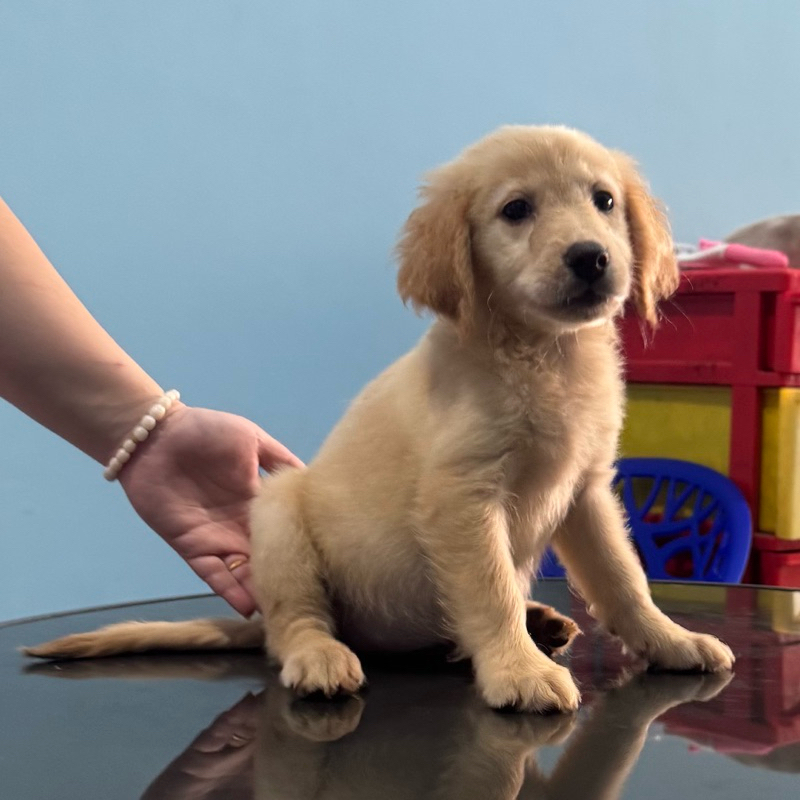 Anak Anjing Golden Retriever Puppy