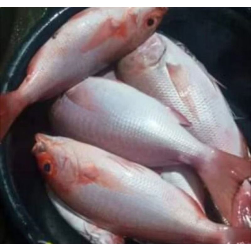 

Ikan Kakap Merah Fresh