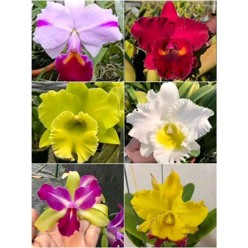 Bibit Anggrek Cattleya Seedling