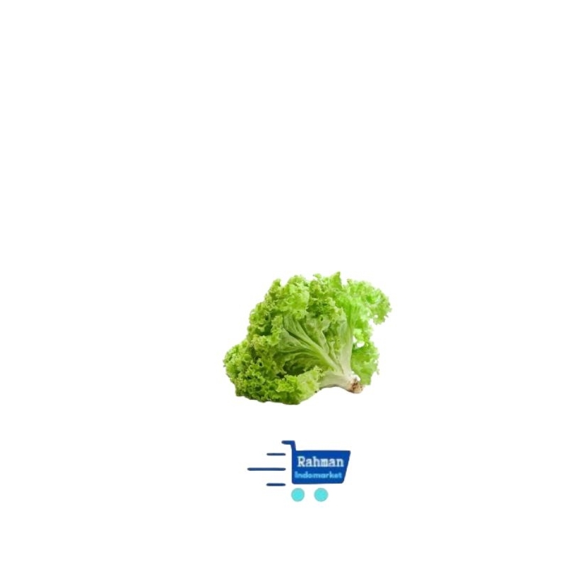 

SAYUR SELADA FRESH SEGAR 1IKAT