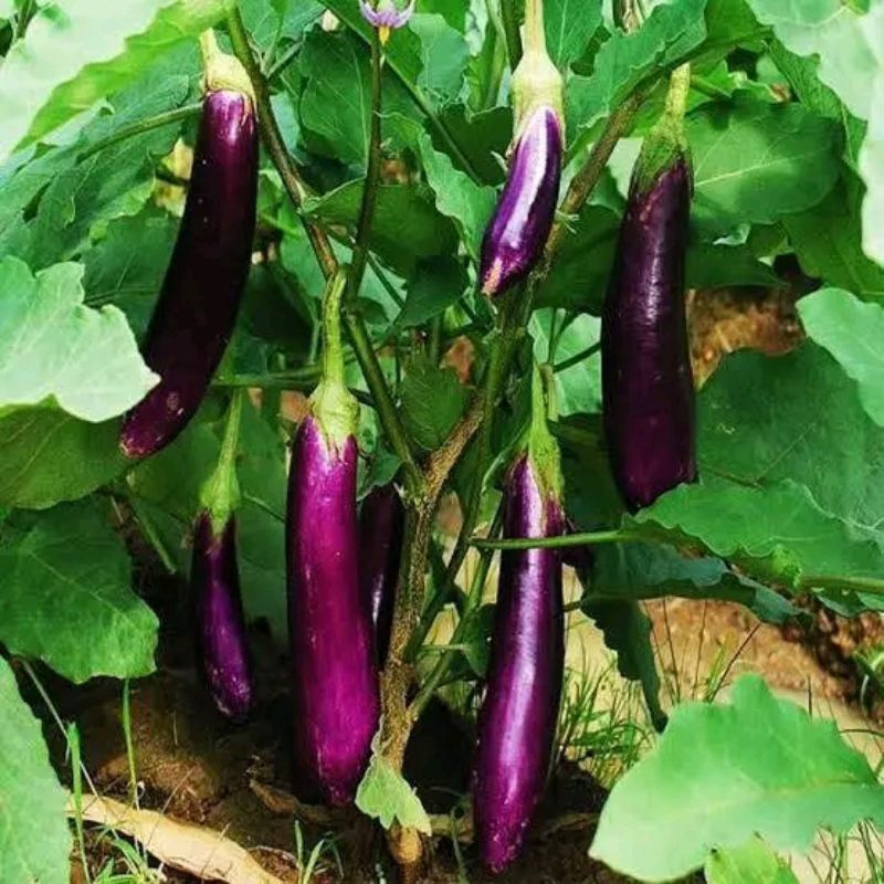 

terongungu