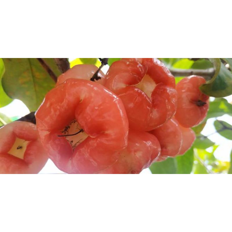 

Jambu Aer per 1kg