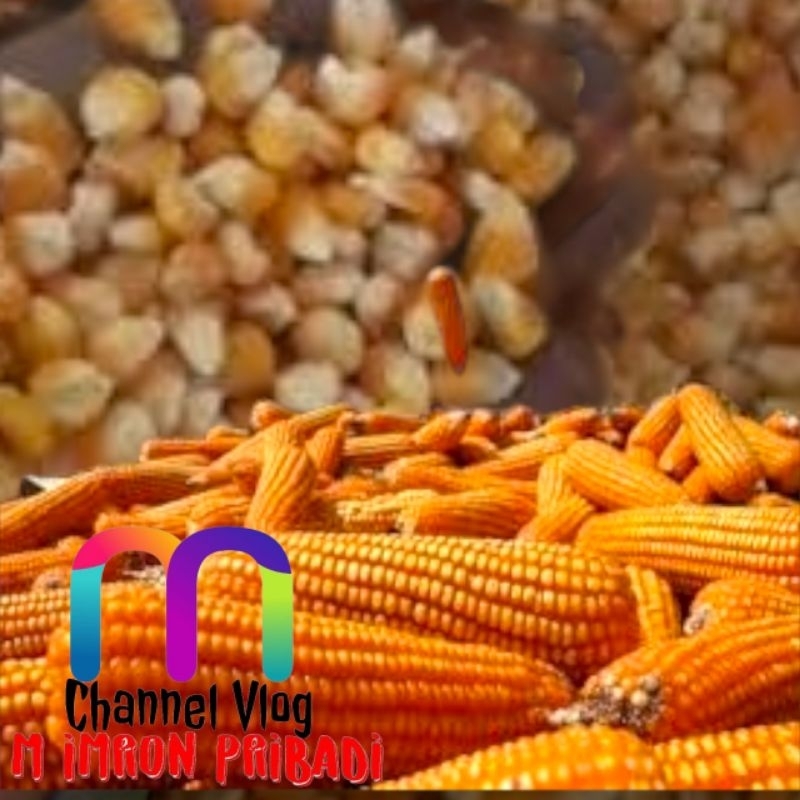 

IMRON PRIBADI Paket 15 kg JAGUNG PIPIL HIBRIDA Kwalitas Bersih Untuk Konsumsi Pakan Ternak Bibit Serta Keperluan lainnya