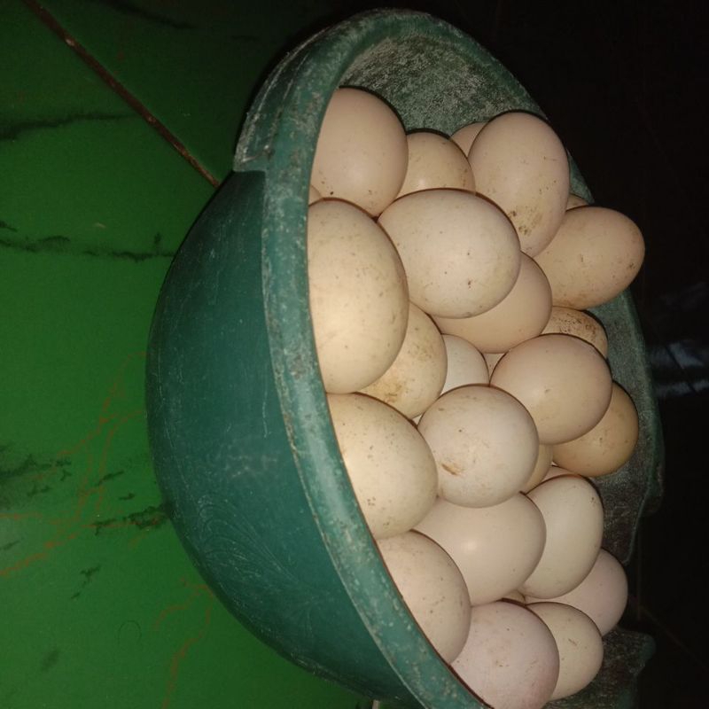 

telur ayam kampung asli fress isi 10 butir