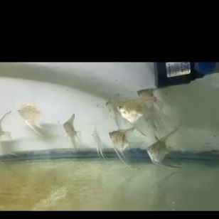 manfish slayer altum