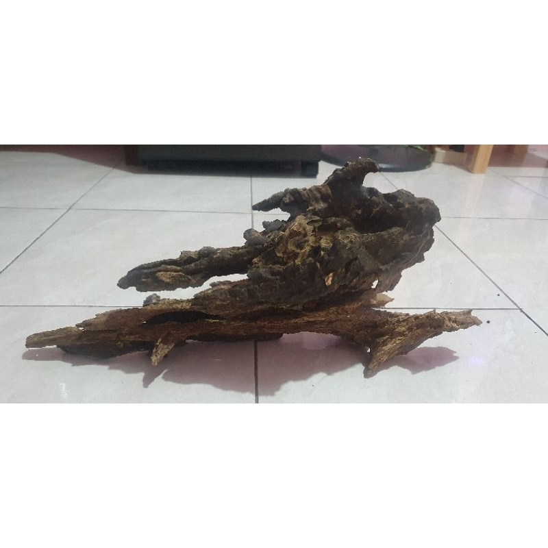 jati kayu aquascape