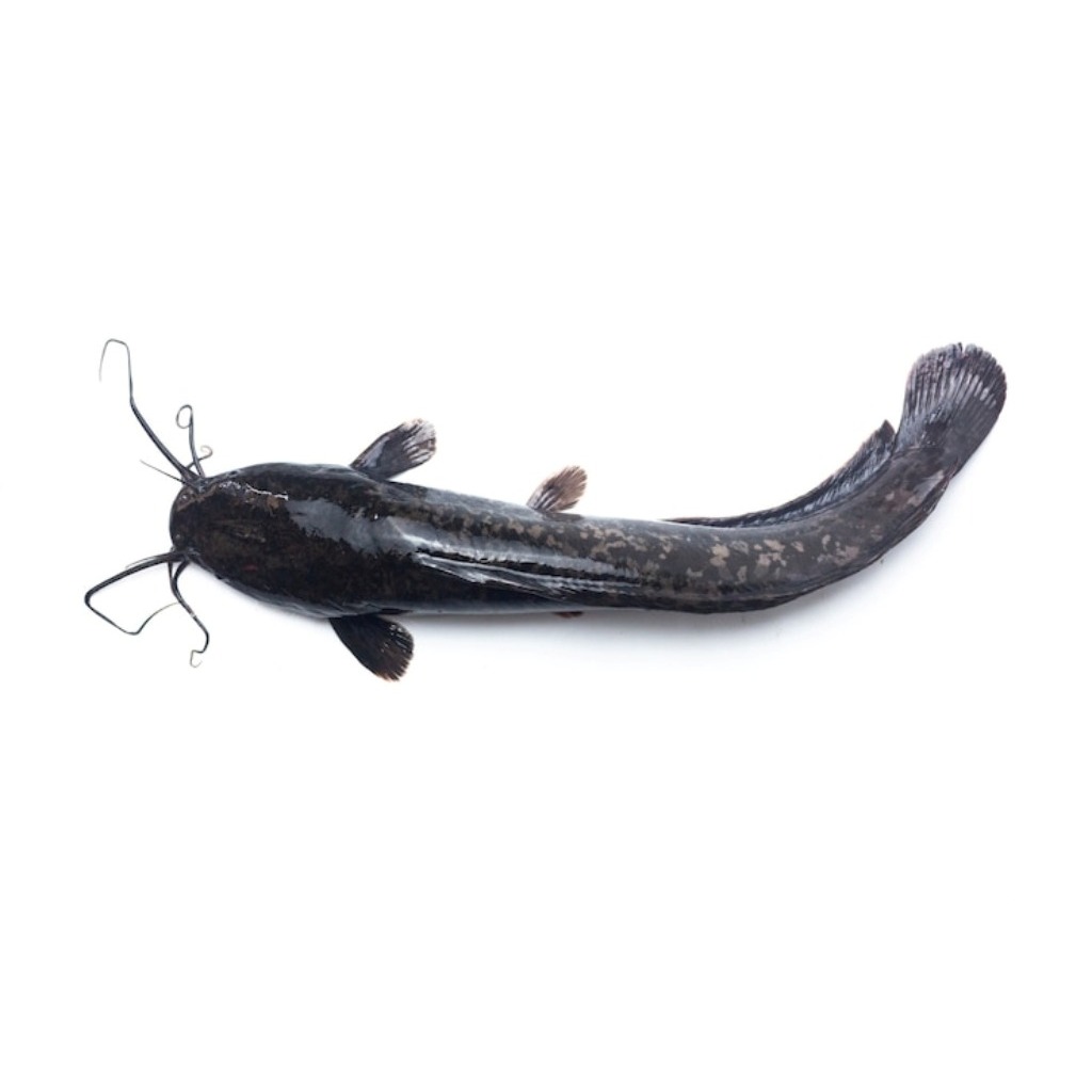 

ikan lele 1kg
