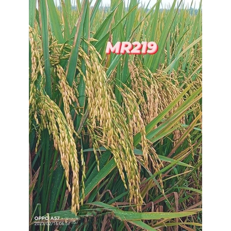 BENIH PADI MR 219 SUPER 1kg