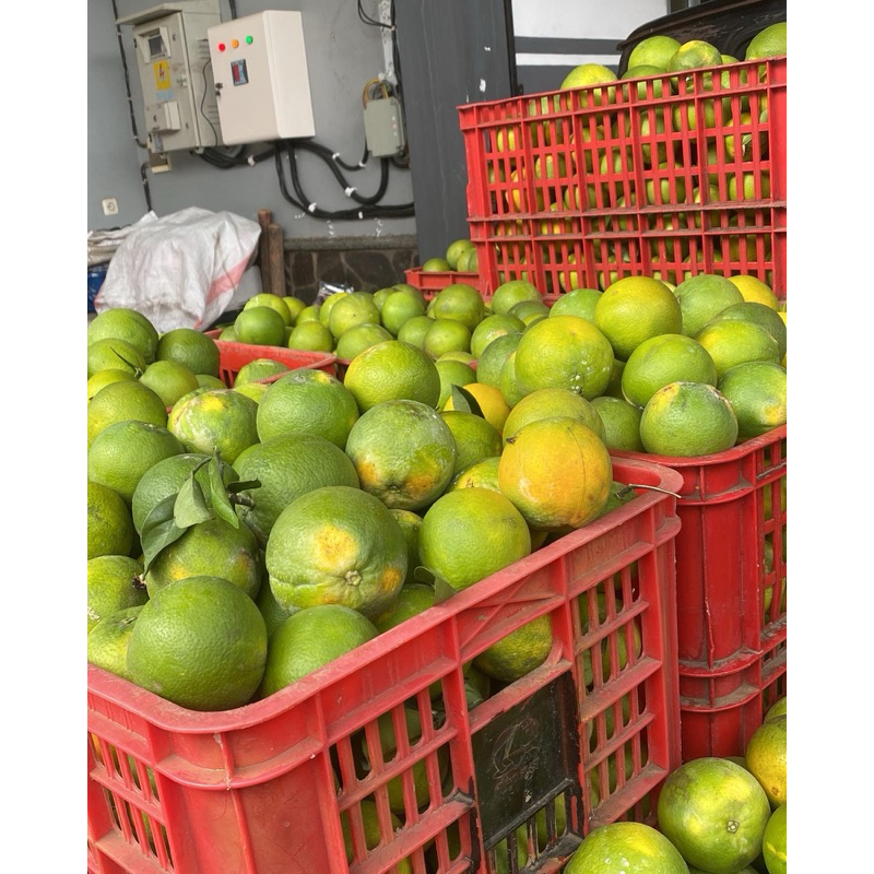 

jeruk baby rasa manis air banyak