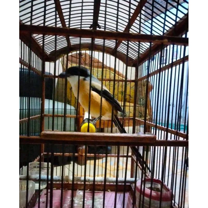 Pentet Semburr Jatim gacor