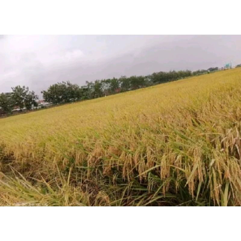 BENIH BIBIT PADI IF 16 BERKUALITAS ORIGINAL KEMASAN 5KG