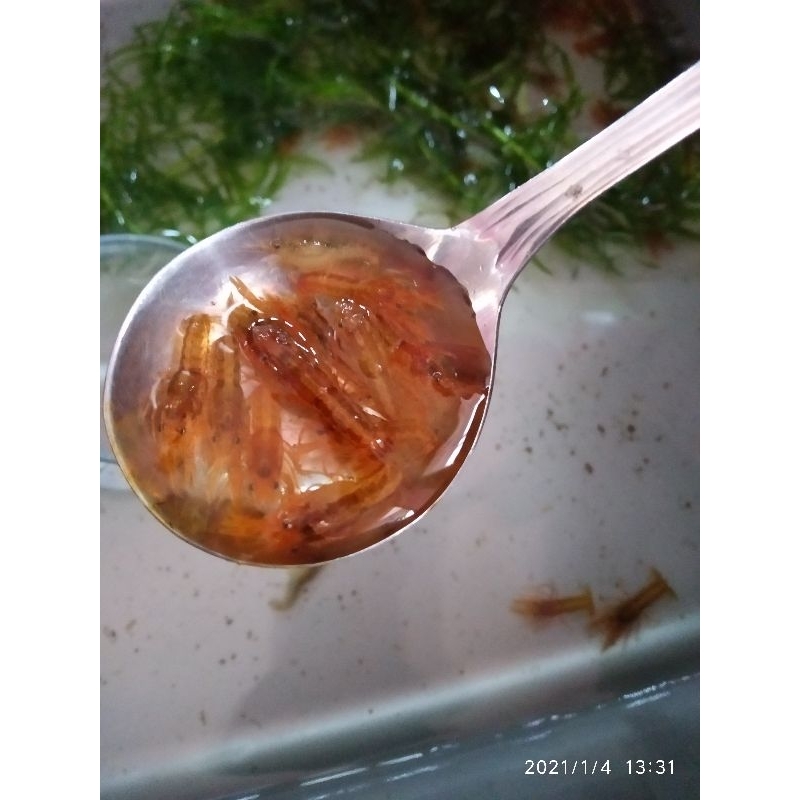 Mainan Stiker LOBSTER Mini  MEXICO Orange 10 ekor  / Udang Hias Mini Isi 10 ekor