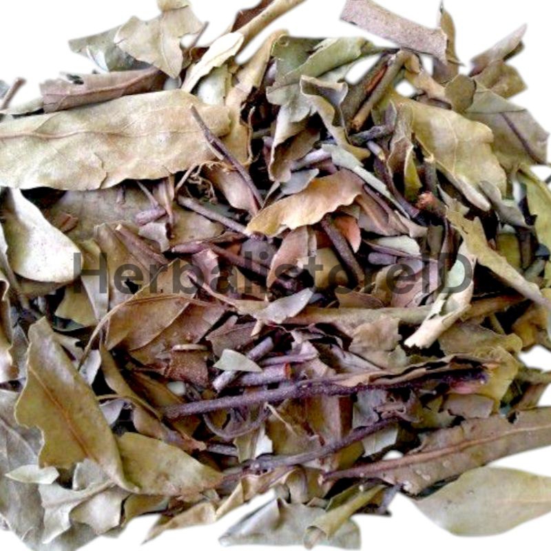 

Teh Daun Benalu Kering Kemasan 100gram Asli Murni Untuk Kesehatan