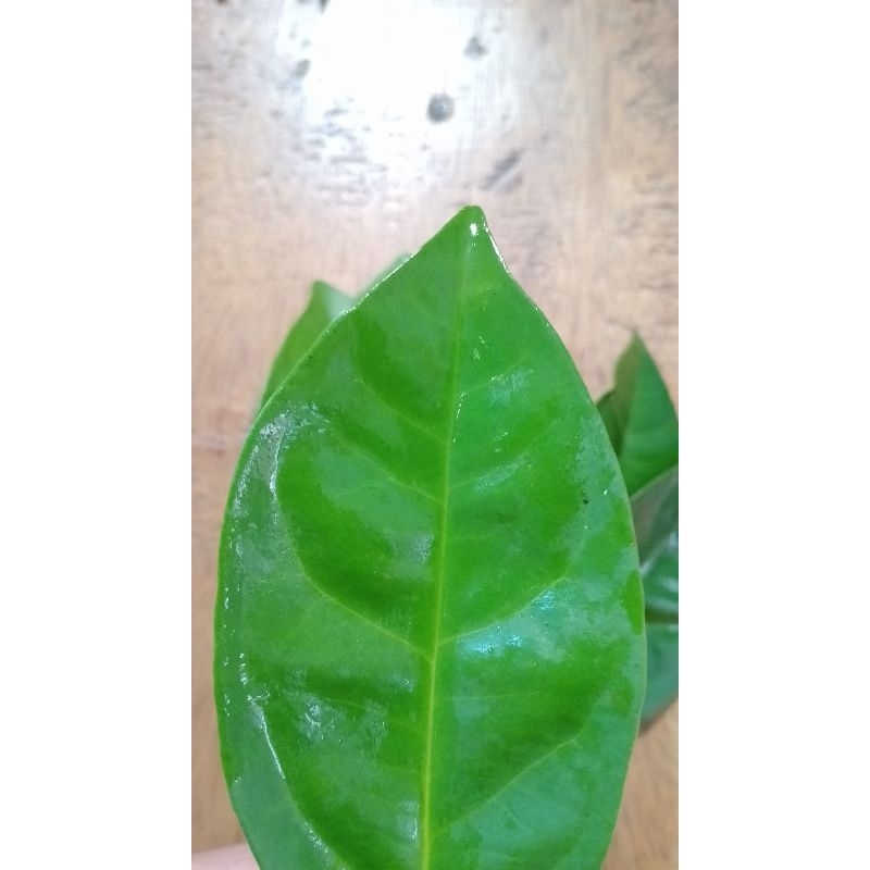 

Daun Salam berdaun tebal fresh super wangi