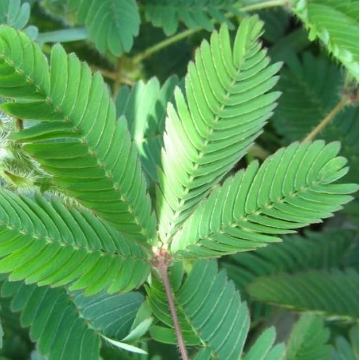 

Daun Putri Malu Fresh Obat Herbal Alami 200gram