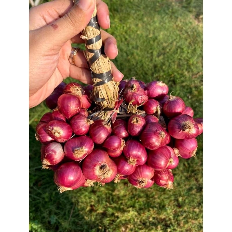 

BAWANG MERAH PROBOLINGGO UNTINGAN/DAUNAN SUPER