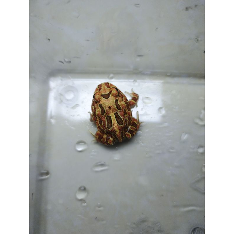 KODOK PACMAN FROG BROWN