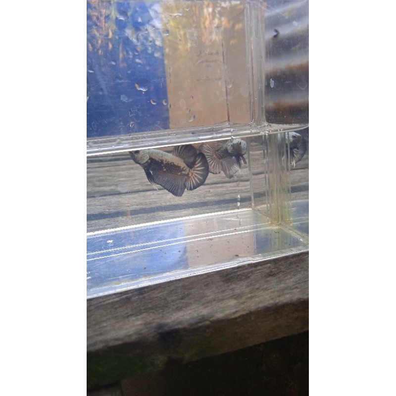 Ikan Cupang BlackSamurai