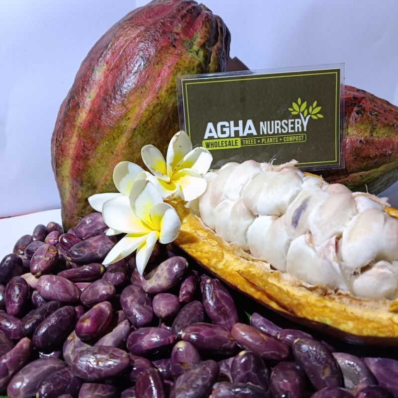 benih kakao hibrida multiklonal 100 biji