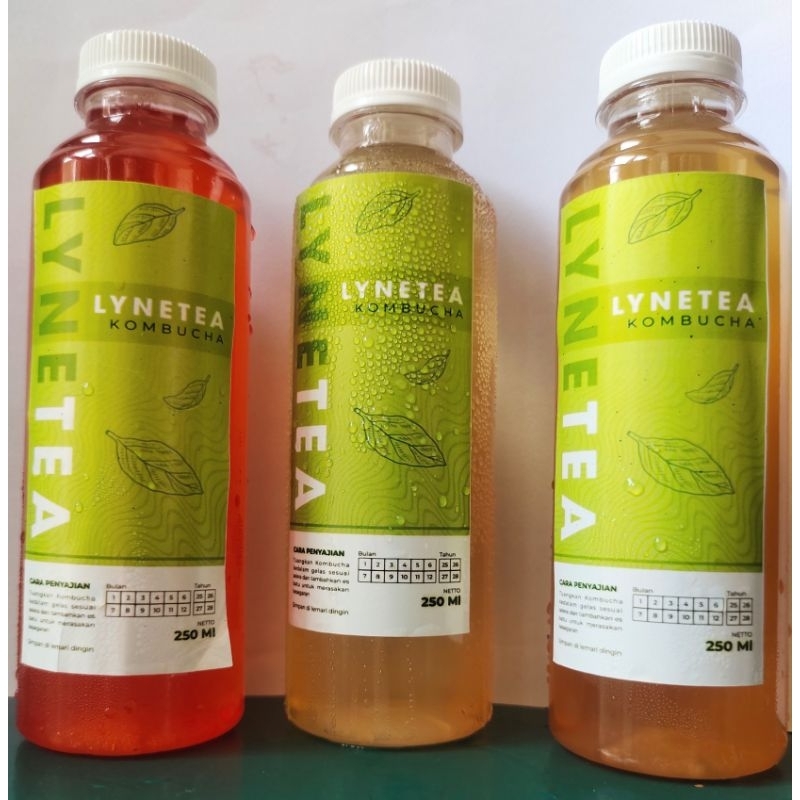 

kombucha mangga