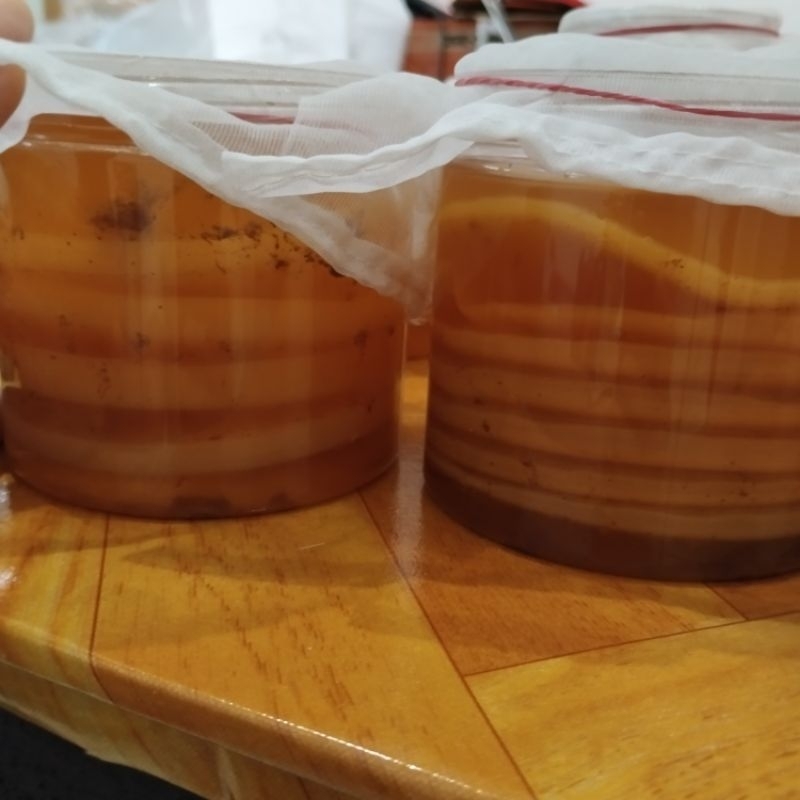 

BIBIT SCOOBY KOMBUCHA ORGANIC ( Diameter 10cm) free starter 100 ml