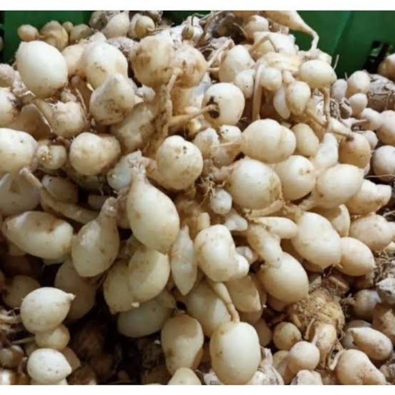 

KUNYIT PUTIH SEGAR 1KG / KUNYIT PUTIH / KUNYIT PUTIH SUPER / TEMU GOMBYOK / KUNIR PUTIH / Herbal / Spices