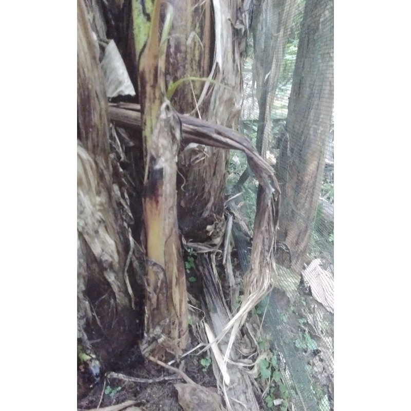 

BONGGOL PISANG PULUAIK/ PISANG KETAN.