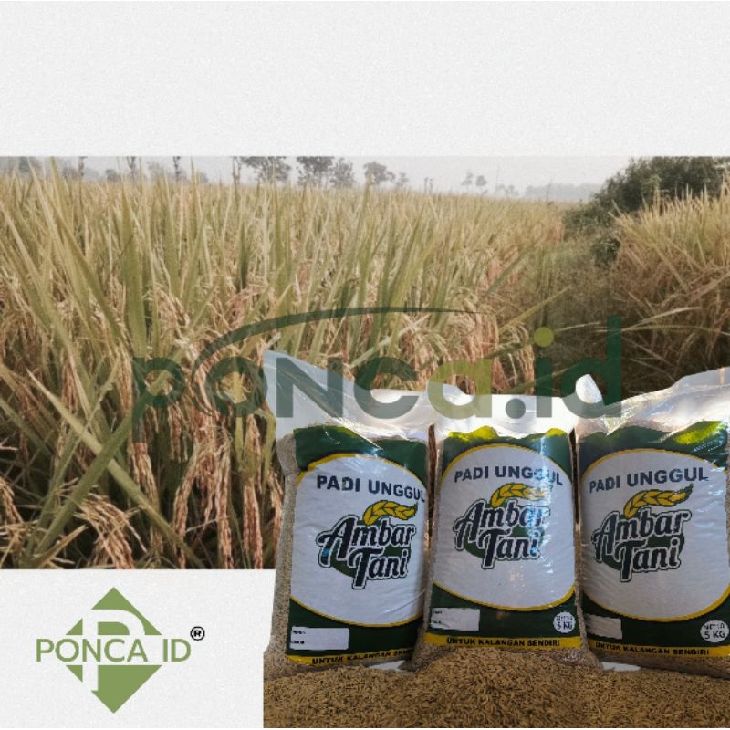 benih padi unggul sedayu