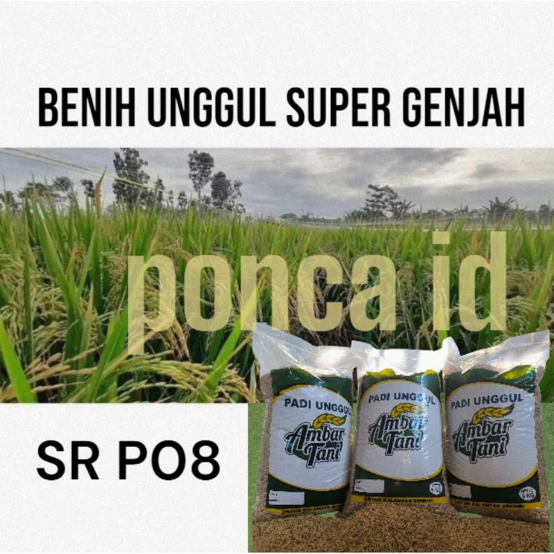 benih padi sr p08 super genjah