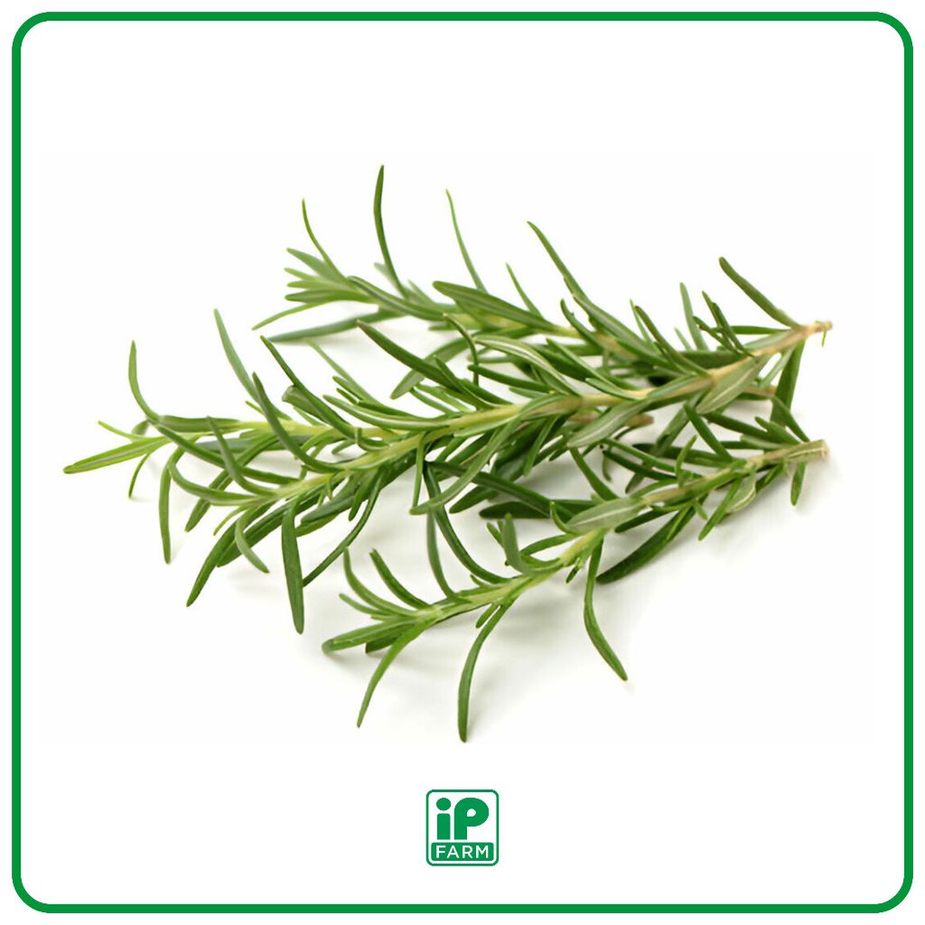 Fresh Rosemary | Fresh Herbs Rosemary / Daun Rosemary Seger