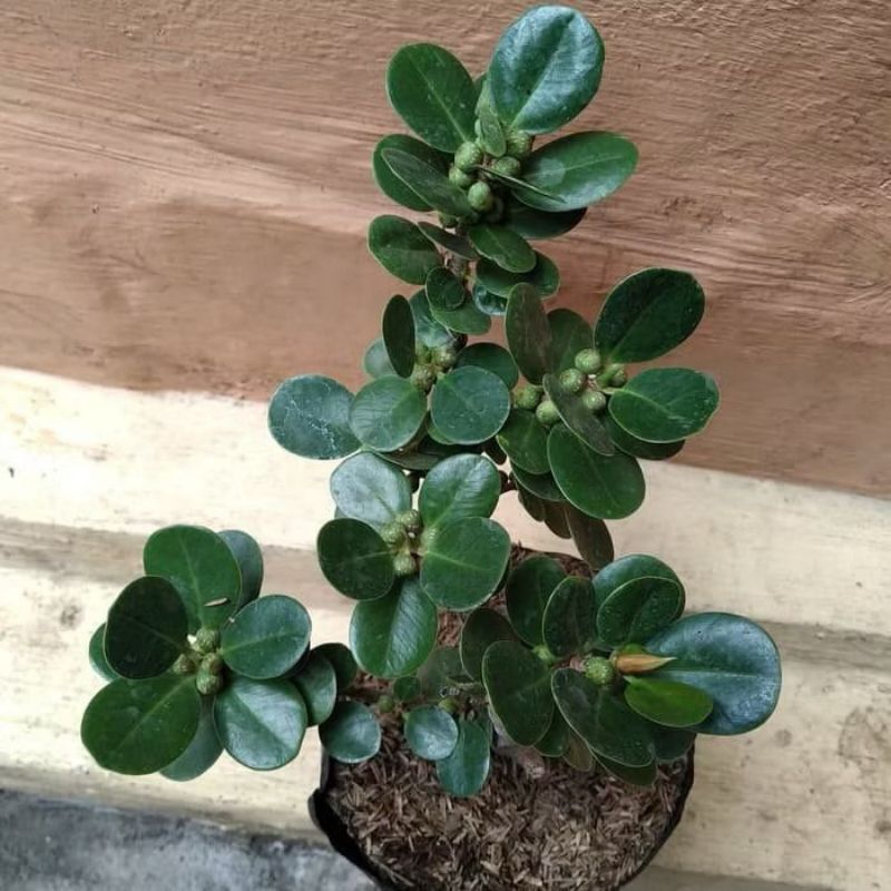 Bibit Beringin Dollar - Bahan Bonsai Dolar Beringin