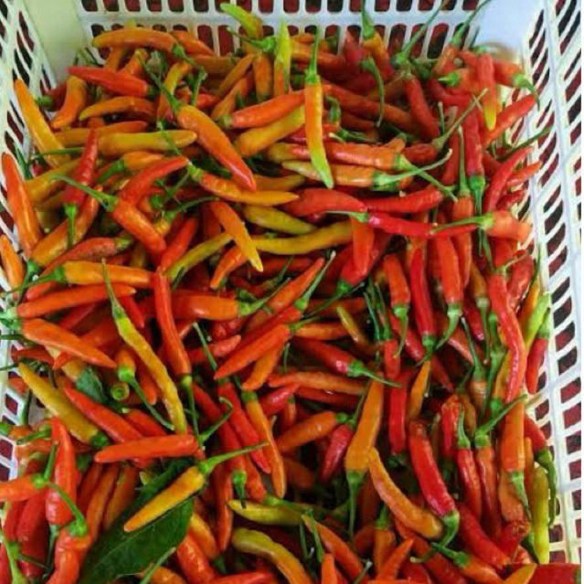 

CABE SEGAR MADURA 500g