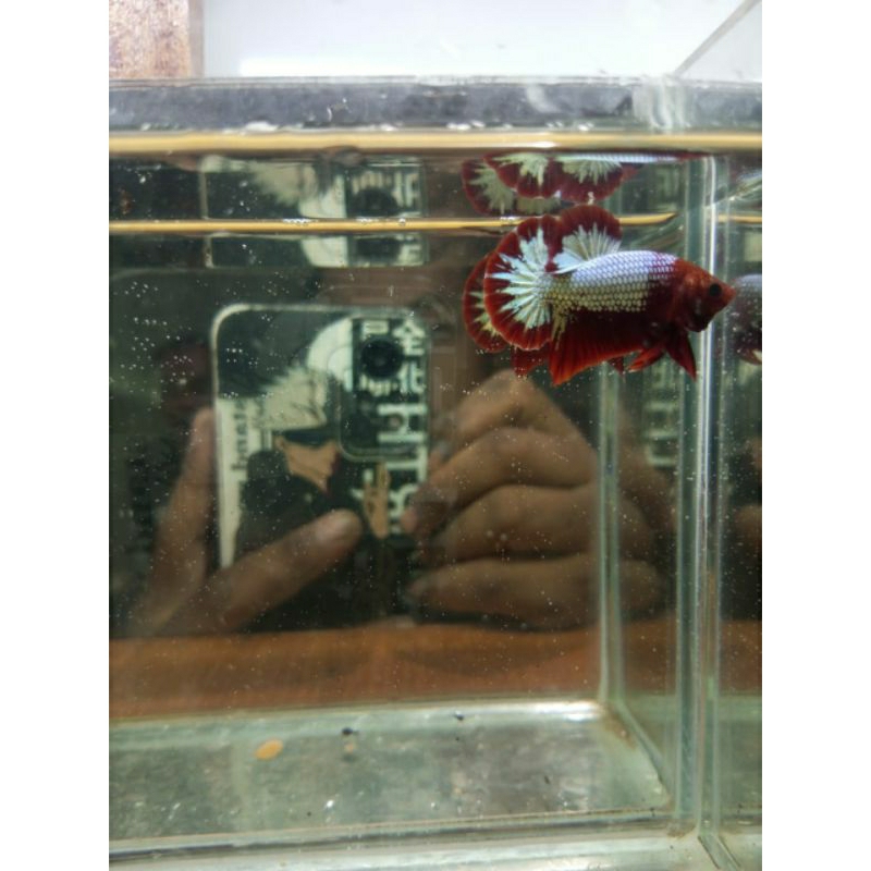 Ikan cupang Plakat fccp red head