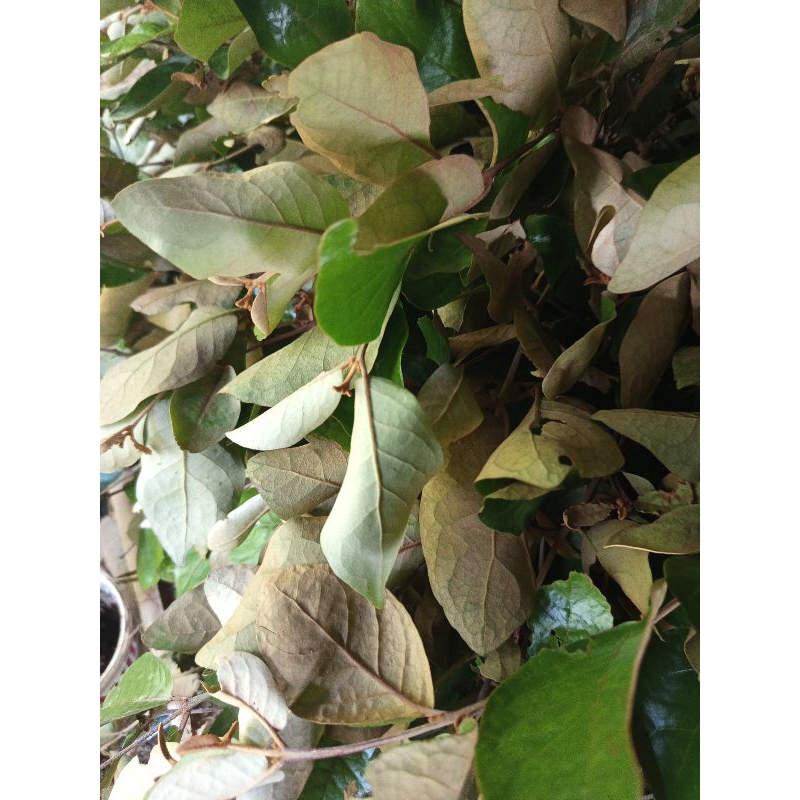 

benalu pohon jeruk nipis segar 500gram kondisi dipetik bila ada pesanan masuk