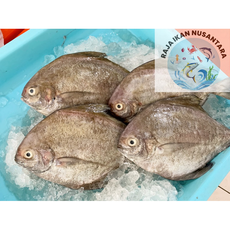 

IKAN BAWAL LAUT HITAM HARIAN SEGAR TERMURAH 500GR