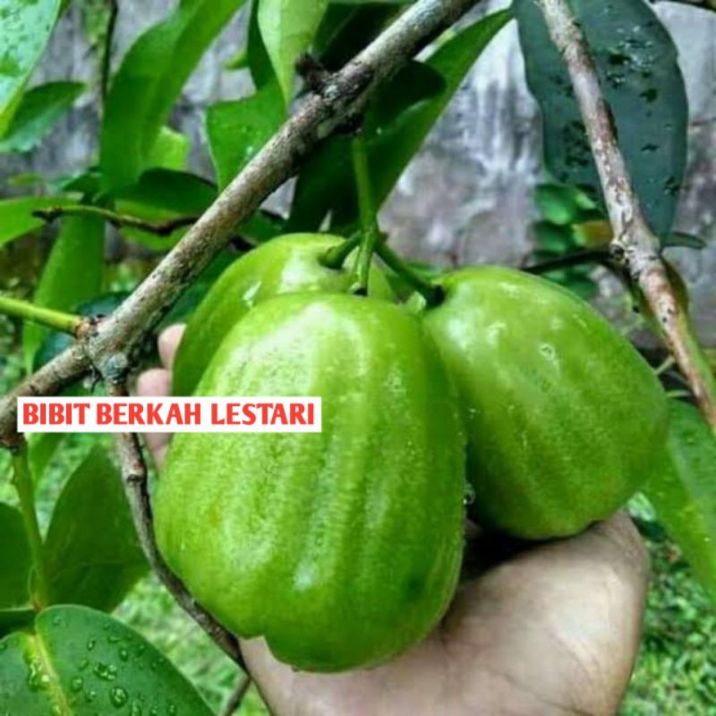 BIBIT JAMBU AIR KIOJOK