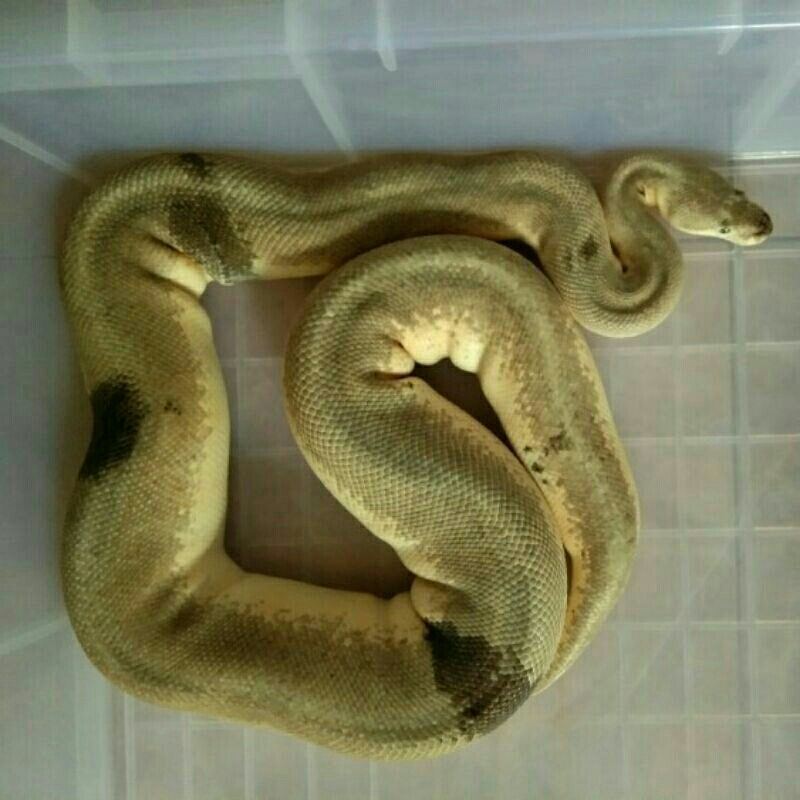 Ball Python Female Lemon Blast Adult