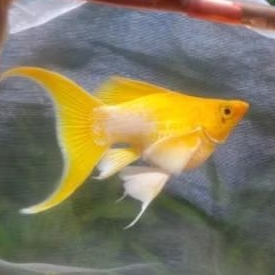 MOLLY BALON CAWANG LEMON HEAD