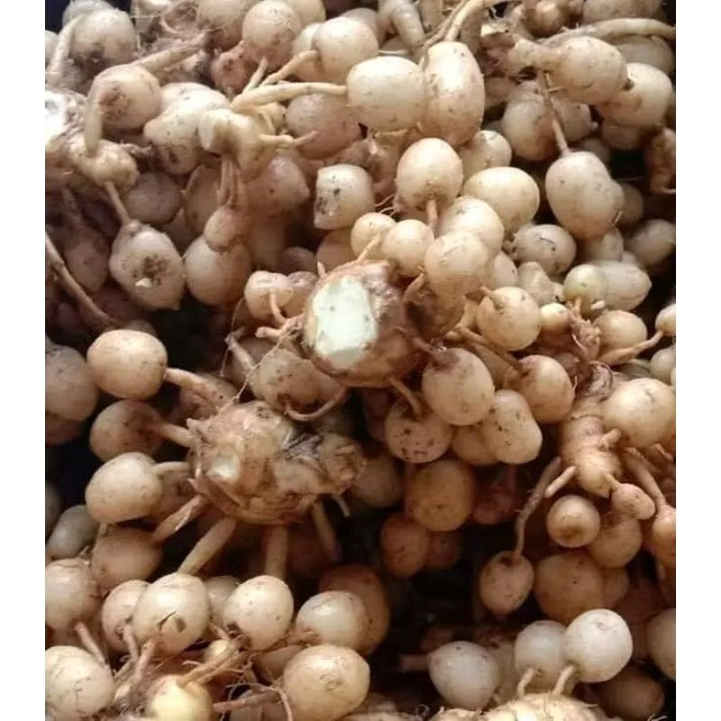 

KUNCI PEPET /TEMU GOMBYOK 500gr