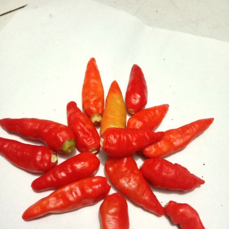 cabe rawit merah gendut bukan ori petik  250 gr 500 gr 1 kg