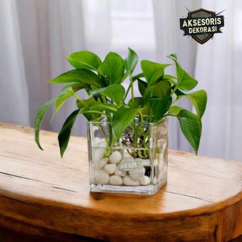 Vas Kaca Persegi Kotak 12x12 cm | Vas Kaca Estetik | Vas Kaca Bunga | Vas Kaca Tanaman | Vas Tanaman