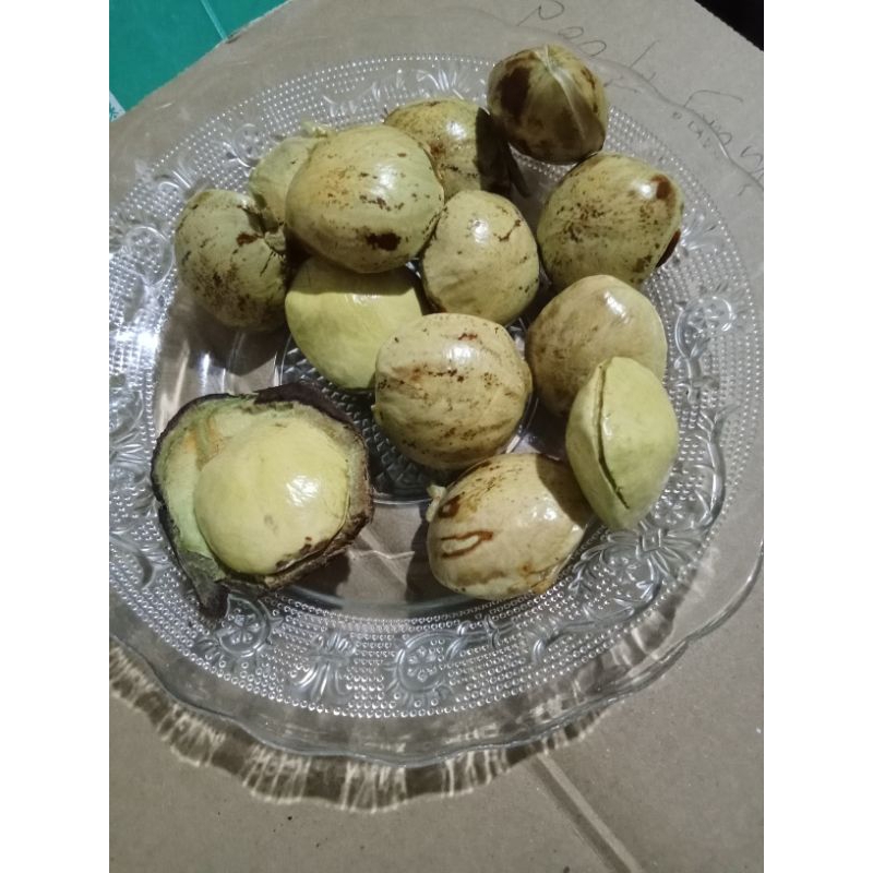 

Jengkolnesia Jengkol Tua Asli Pesisir Selatan - Sumatera Barat | Fresh & Siap Olah