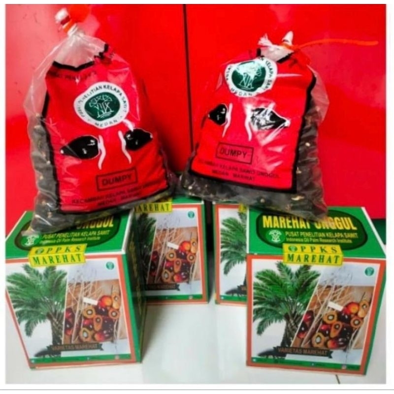 Bibit Benih Kecambah Sawit DXP PPKS MAREHAT DUMPY (250 butir)
