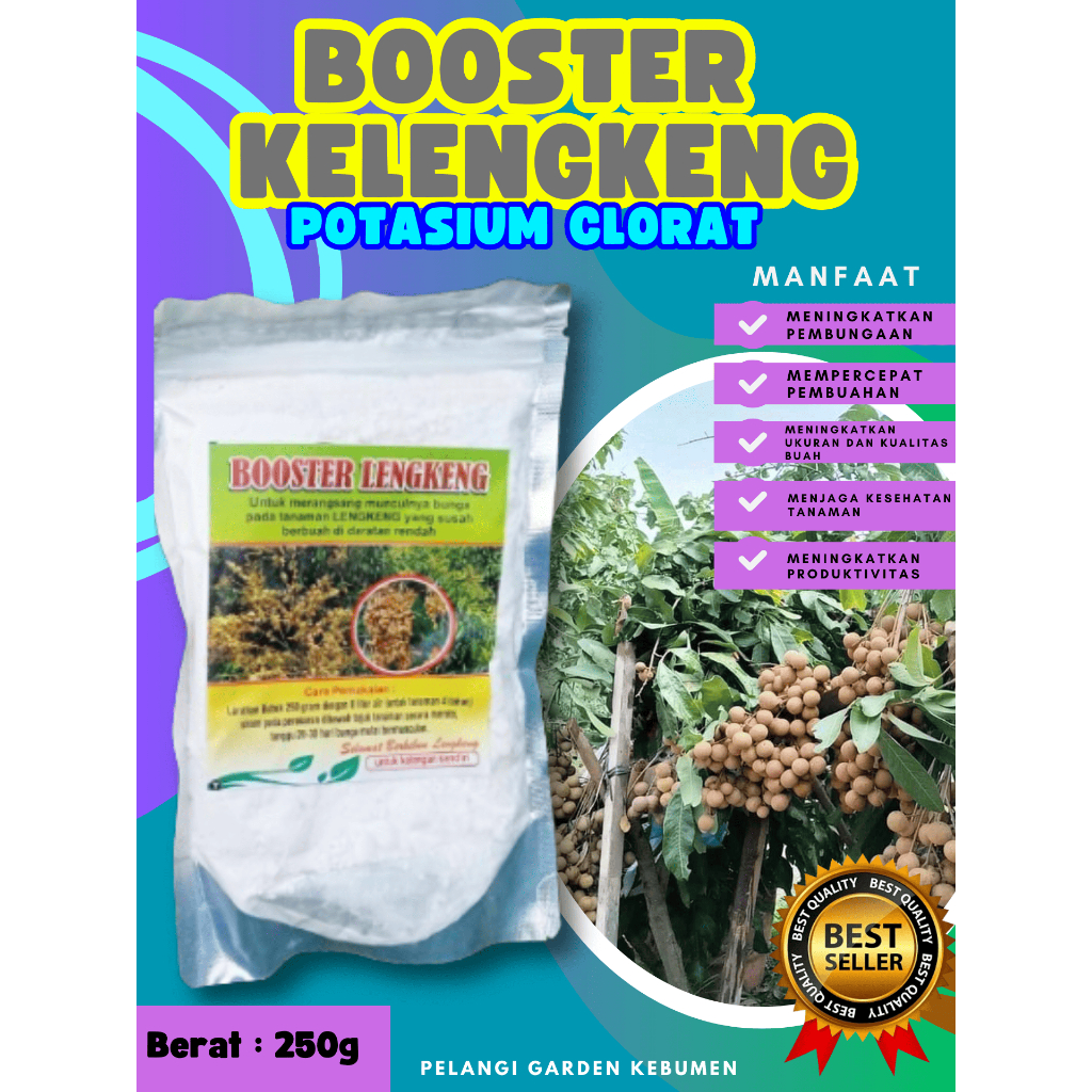HASIL PANEN BERLIPAT  Booster Kelengkeng Cangkok, Booster Kelengkeng Cangkok Batang Besar Berbuah, B