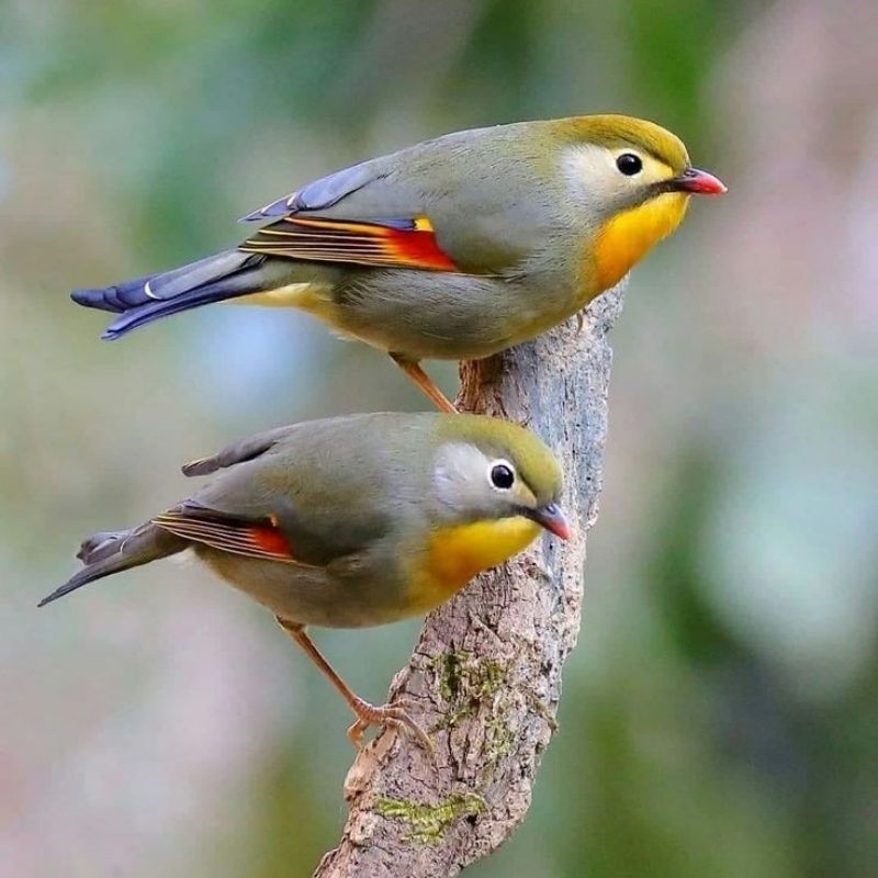 ROBIN SEPASANG JANTAN BETINA