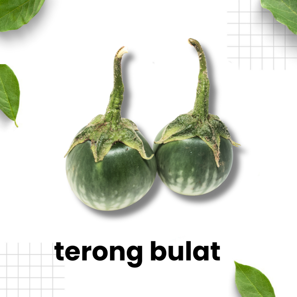 

Terong Bulat Hijau / terong / lalapan / sayur segar / sayur hijau/ Sidoarjo Surabaya